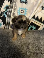 Shih Tzu / Maltese cross Sable male, a male Maltese and Shih Tzu for sale in Weaverville, NC – 4 of 9
