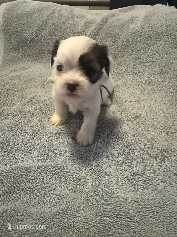 Shih Tzu/Maltess cross White male with brown  – Shih Tzu puppy for sale in Weaverville, NC
