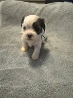 Shih Tzu/Maltess cross White male with brown , a male Maltese and Shih Tzu for sale in Weaverville, NC – 7 of 10