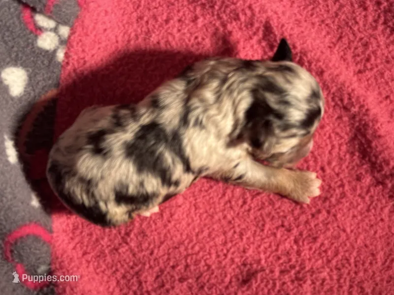 Blue Merle Male 1 – Miniature Aussiedoodle puppy for sale in Weaverville, NC