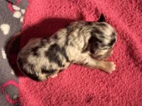 Blue Merle Male 1, a male Miniature Aussiedoodle for sale in Weaverville, NC – 1 of 4