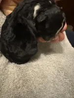 ASDR Black tri female 5, a female Miniature Australian Shepherd for sale in Weaverville, NC – 3 of 3