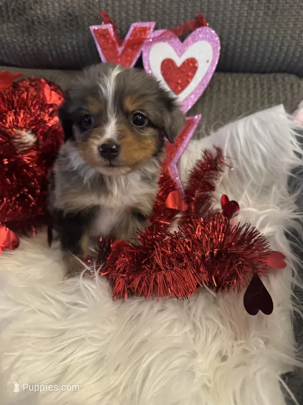 ASDR Blue Merle Female 3