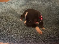 ASDR Black tri female 4, a female Miniature Australian Shepherd for sale in Weaverville, NC – 3 of 7