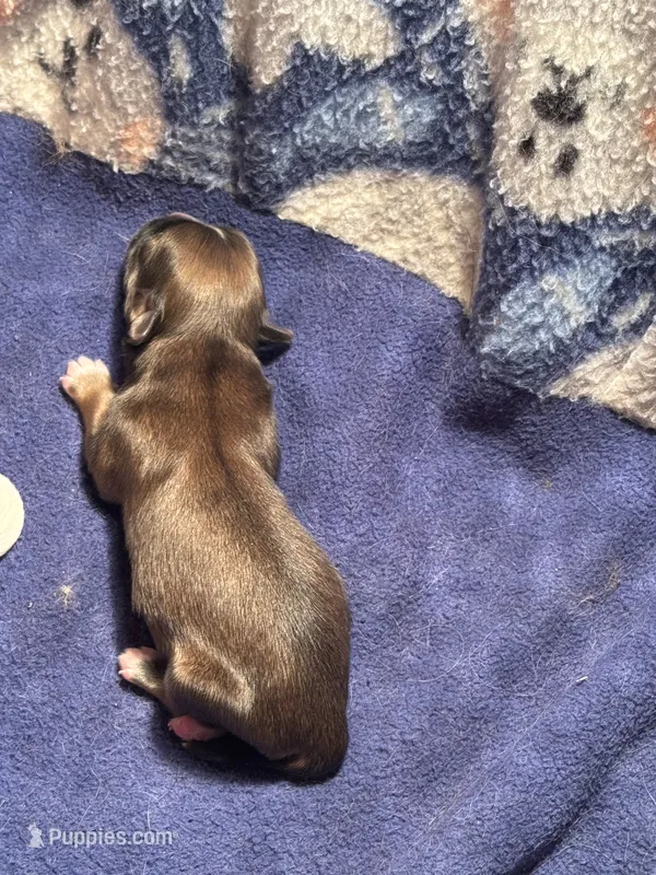 Shih Tzu / Maltese cross Sable male – Shih Tzu puppy for sale in Weaverville, NC