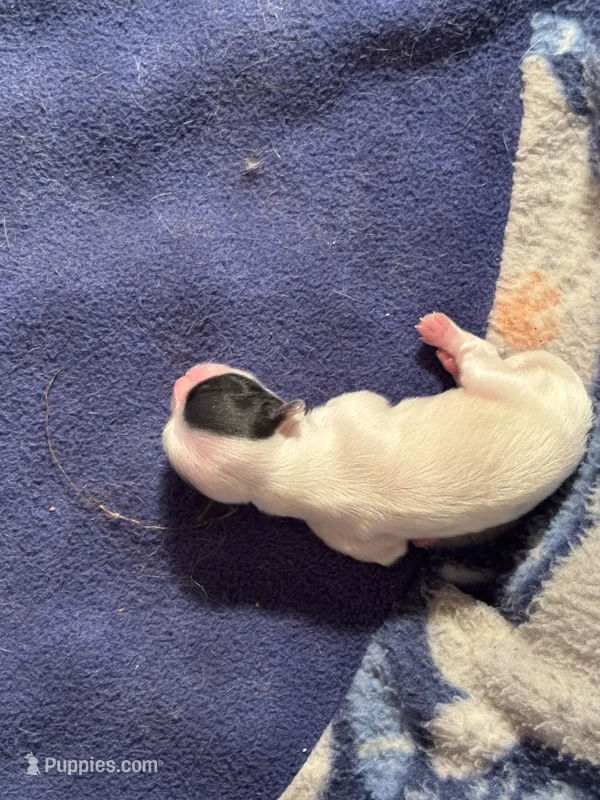 Shih Tzu/Maltess cross black /White male – Shih Tzu puppy for sale in Weaverville, NC
