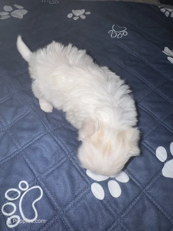 Male Maltese 2 – Maltese puppy for sale in Weaverville, NC