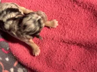 Blue Merle Male 1, a male Miniature Aussiedoodle for sale in Weaverville, NC – 4 of 4