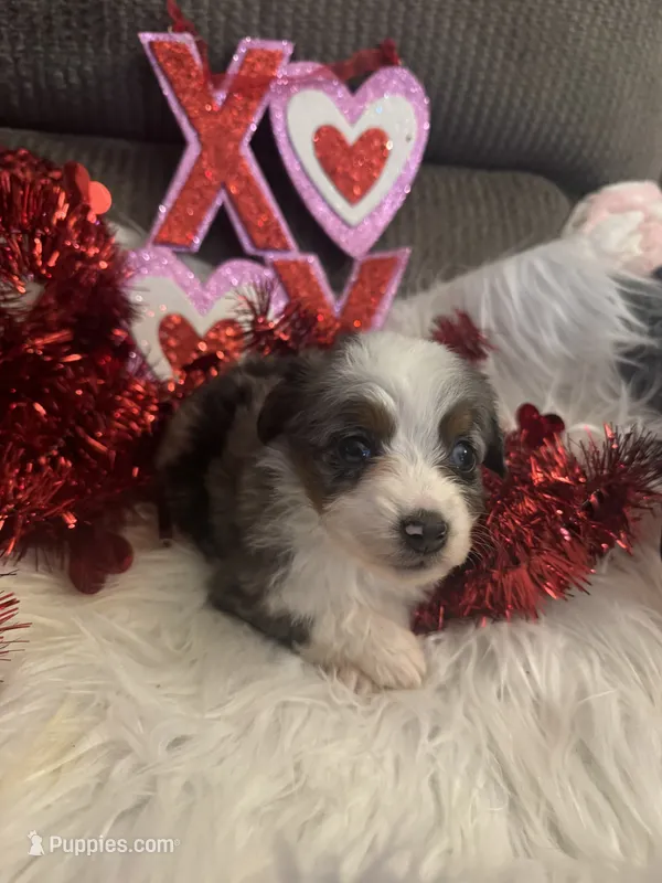 ASDR Blue Merle Female 2