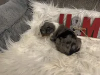 processed/b96e48b4-4ac7-4c70-bc09-e9c2c2b17e80/listing/ee377657-9ac6-4ff2-92ee-3e74f33d3cca/f1b6d9da-a3ef-4e7f-8c79-e8be98f7f148