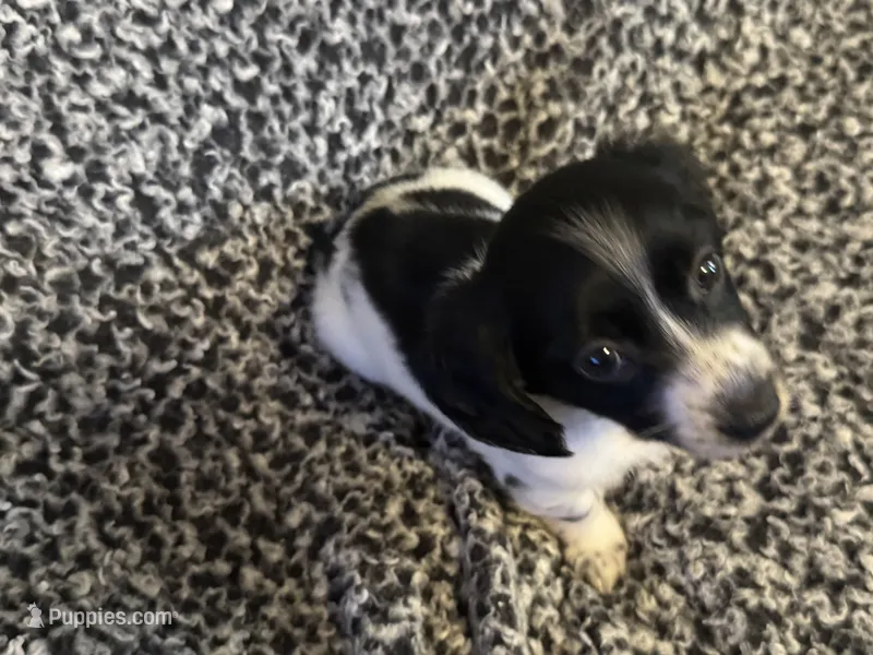 CKC female  piebald possibly Piebald/dapple – Miniature Dachshund puppy for sale in Weaverville, NC