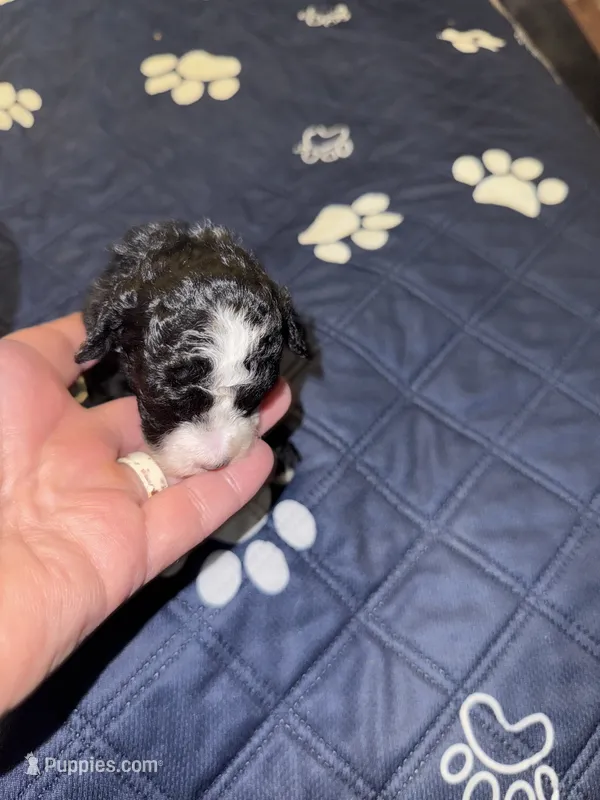 Black with white blaze and white chest Female – Miniature Aussiedoodle puppy for sale in Weaverville, NC