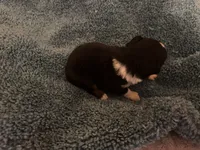 ASDR Black tri male, a male Miniature Australian Shepherd for sale in Weaverville, NC – 4 of 5