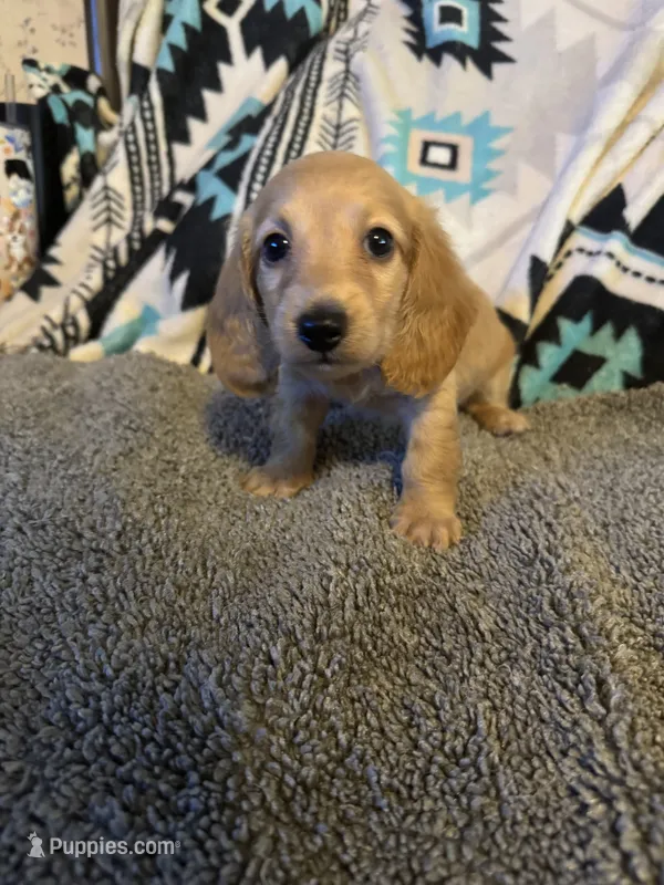 CKC Light Cream Long Hair male – Miniature Dachshund puppy for sale in Weaverville, NC