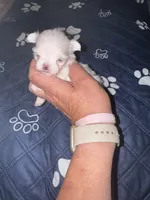 Small female  Maltese , a female Maltese for sale in Weaverville, NC – 9 of 10