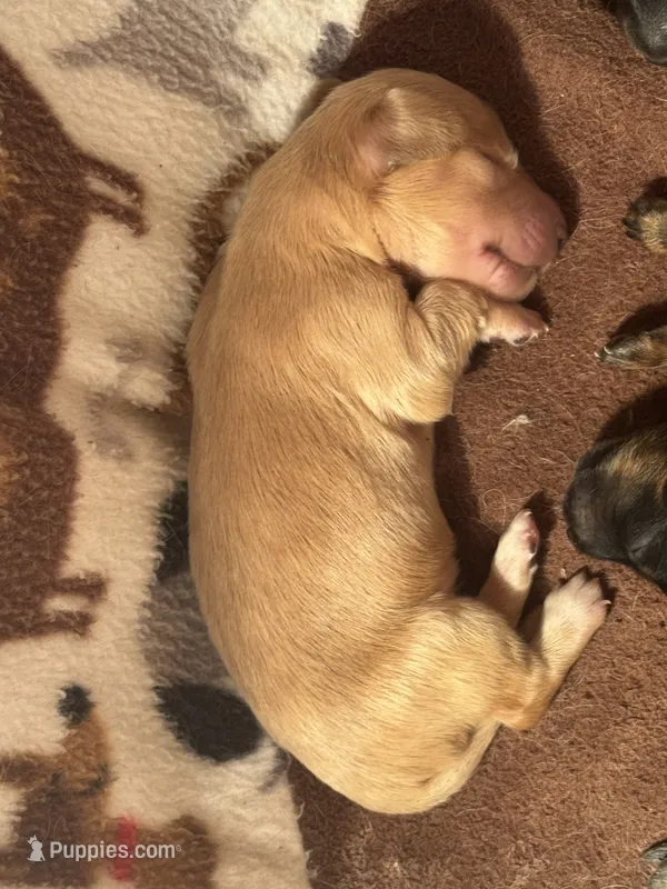 CKC Light Cream Long Hair male – Miniature Dachshund puppy for sale in Weaverville, NC
