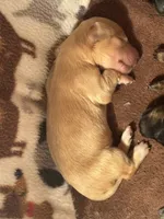 CKC Light Cream Long Hair male, a male Miniature Dachshund for sale in Weaverville, NC – 1 of 3