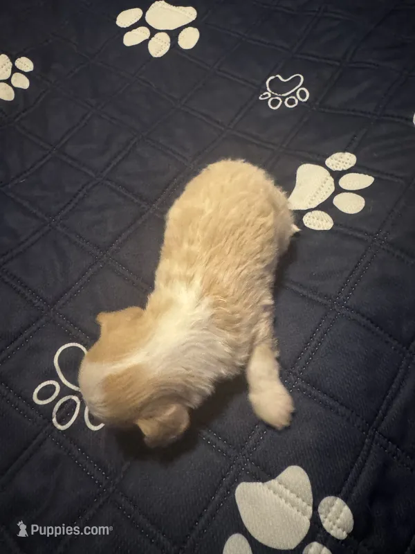 Cream and white Parti male – Miniature Aussiedoodle puppy for sale in Weaverville, NC