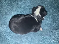 ASDR Black tri female 3, a female Miniature Australian Shepherd for sale in Weaverville, NC – 3 of 8