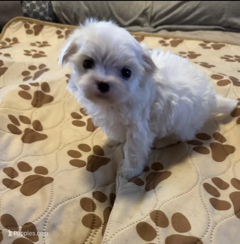 Male Maltese1 – Maltese puppy for sale in Weaverville, NC