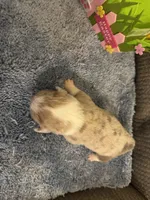 CKC Registered Fawn/Isabella Merle male 2, a male Pembroke Welsh Corgi for sale in Weaverville, NC – Photo 7 of 7