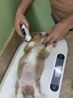 CKC Fawn/Isabella Merle male 2 Both eyes blue!!, a male Pembroke Welsh Corgi for sale in Weaverville, NC – Photo 3 of 9