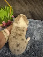 CKC Registered Fawn/Isabella Merle male 2, a male Pembroke Welsh Corgi for sale in Weaverville, NC – Photo 5 of 7