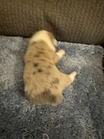 CKC Registered Fawn/Isabella Merle male 2, a male Pembroke Welsh Corgi for sale in Weaverville, NC – Photo 2 of 7