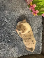 CKC Registered Fawn/Isabella Merle male 2, a male Pembroke Welsh Corgi for sale in Weaverville, NC – Photo 6 of 7