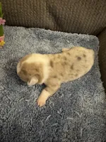 CKC Registered Fawn/Isabella Merle male 2, a male Pembroke Welsh Corgi for sale in Weaverville, NC – Photo 4 of 7