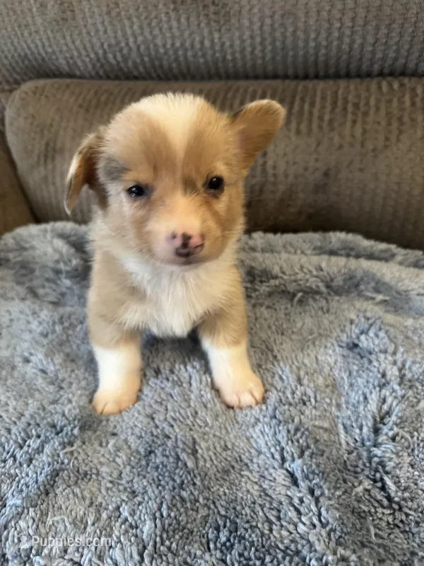 CKC Fawn/Isabella Merle male 2 Both eyes blue!!, a male Pembroke Welsh Corgi for sale in Weaverville, NC – Photo 1 of 9