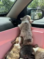 CKC Fawn/Isabella Merle male 2 Both eyes blue!!, a male Pembroke Welsh Corgi for sale in Weaverville, NC – Photo 5 of 9