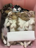 CKC Fawn/Isabella Merle male 2 Both eyes blue!!, a male Pembroke Welsh Corgi for sale in Weaverville, NC – Photo 4 of 9