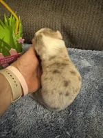 CKC Registered Fawn/Isabella Merle male 2, a male Pembroke Welsh Corgi for sale in Weaverville, NC – Photo 3 of 7