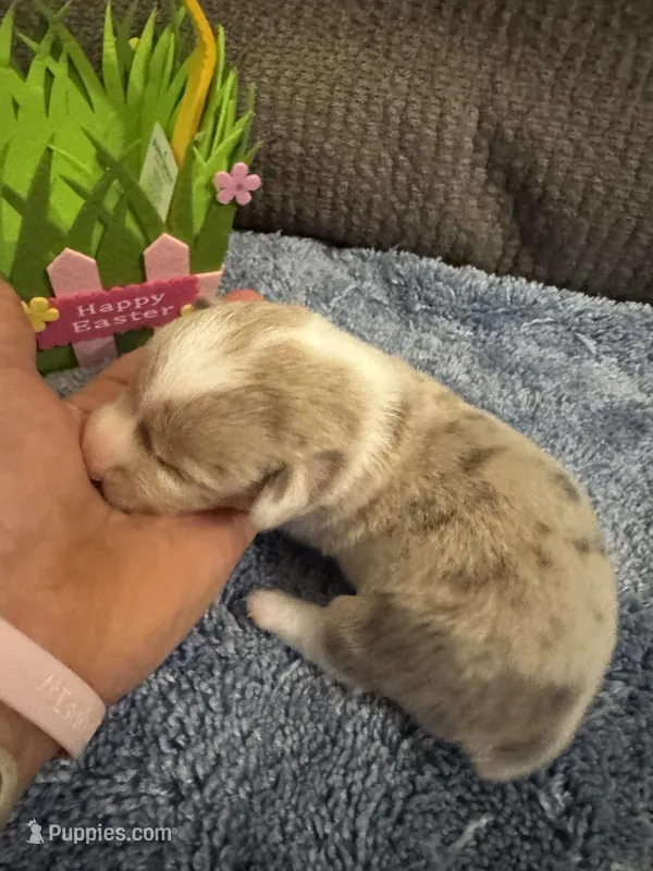 CKC Registered Fawn/Isabella Merle male 2 – Pembroke Welsh Corgi puppy for sale in Weaverville, NC