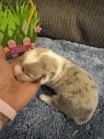 CKC Registered Fawn/Isabella Merle male 2, a male Pembroke Welsh Corgi for sale in Weaverville, NC – Photo 1 of 7