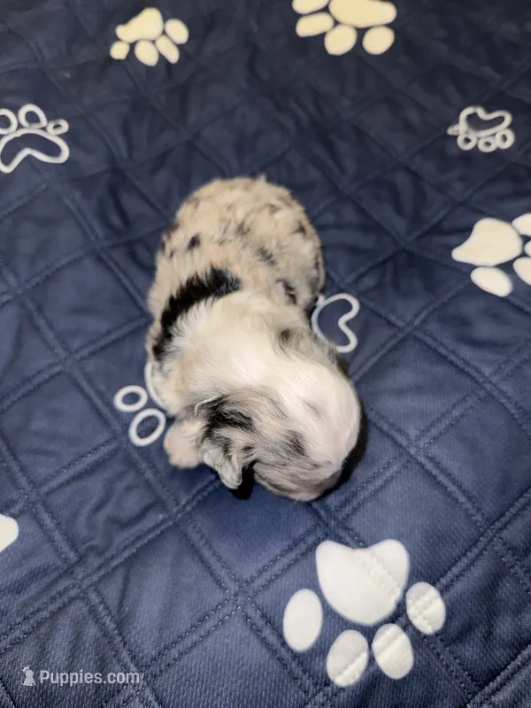 Blue Merle male 2 – Miniature Aussiedoodle puppy for sale in Weaverville, NC