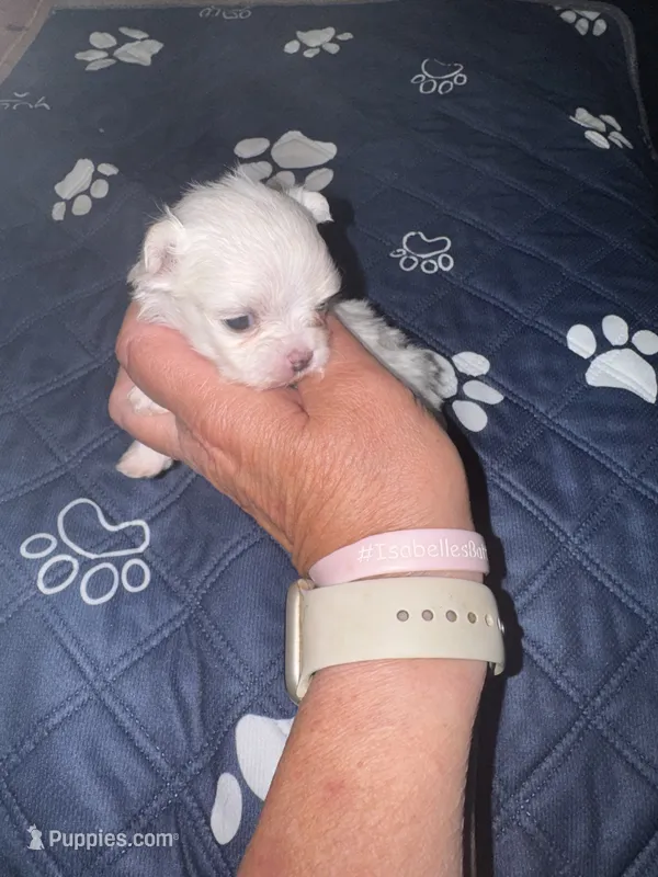 Small female  Maltese  – Maltese puppy for sale in Weaverville, NC