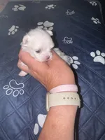 Small female  Maltese , a female Maltese for sale in Weaverville, NC – 1 of 10
