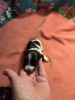 CKC female  piebald possibly Piebald/dapple, a female Miniature Dachshund for sale in Weaverville, NC – 4 of 7
