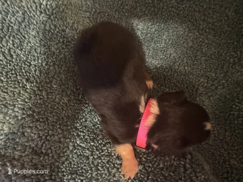 ASDR Black tri female 4 – Miniature Australian Shepherd puppy for sale in Weaverville, NC