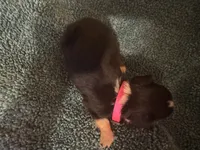 ASDR Black tri female 4, a female Miniature Australian Shepherd for sale in Weaverville, NC – 1 of 7