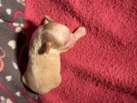 Cream and white Parti male, a male Miniature Aussiedoodle for sale in Weaverville, NC – 4 of 6