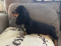 LH Black/cream female 1, a female Miniature Dachshund for sale in Weaverville, NC – Photo 1 of 3