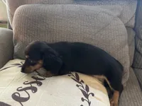 LH Black/cream female 1, a female Miniature Dachshund for sale in Weaverville, NC – Photo 3 of 3