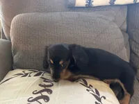 LH Black/cream female 1, a female Miniature Dachshund for sale in Weaverville, NC – Photo 2 of 3