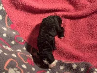 Black with white blaze and white chest Female, a male Miniature Aussiedoodle for sale in Weaverville, NC – 5 of 5