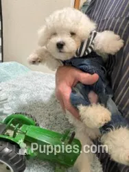 Fluffy – Bichon Frise puppy for sale in Dickinson, TX