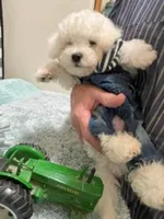 Fluffy, a male Bichon Frise for sale in Dickinson, TX – 1 of 1