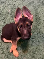 Sarge, a male German Shepherd Dog for sale in Washington, DC – 3 of 8